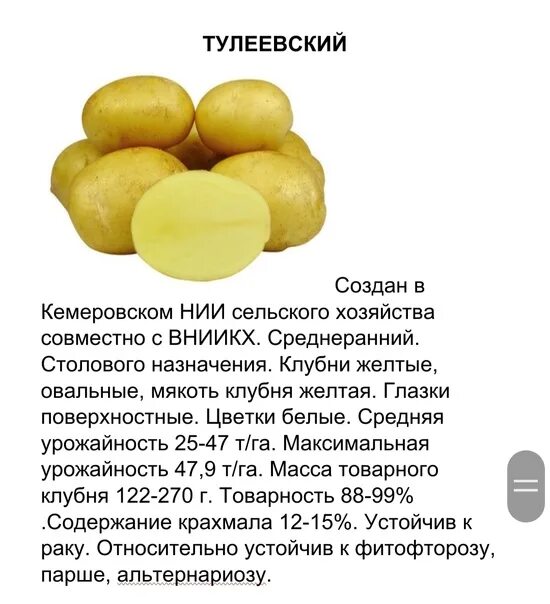 Картофель тулеевский описание сорта фото отзывы Знаменитый сорт: картофель Тулеевский во всей своей славе Планета земля Фотогале