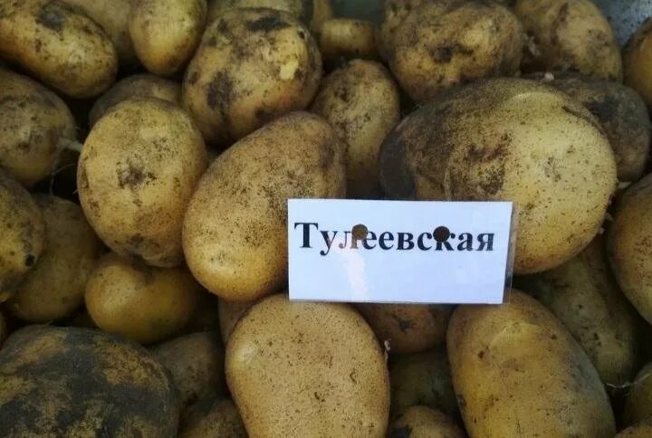 Картофель тулеевский описание сорта фото отзывы Картошка Тулеевская - купить в Кемерове, цена 160 руб., продано 11 сентября 2022