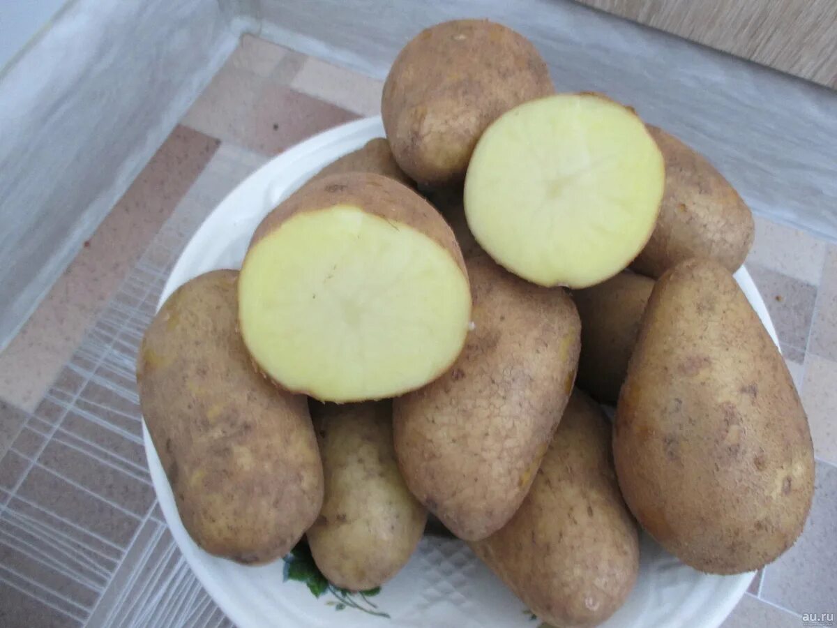 Картофель тулеевский описание сорта фото отзывы Мои любимые сорта картофеля, которые прекрасно хранятся и хороши по вкусу Записк