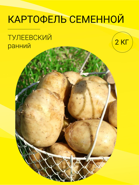 Картофель тулеевский описание сорта фото отзывы Клубни Картофель купить по выгодной цене в интернет-магазине OZON (1421291830)