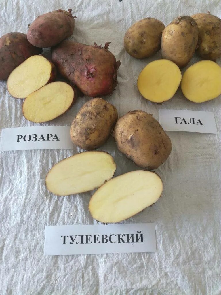 Картофель тулеевский описание сорта фото отзывы Изображения сорта картофеля Тулеевский Натуралист Фотогалерея природы на dia-log