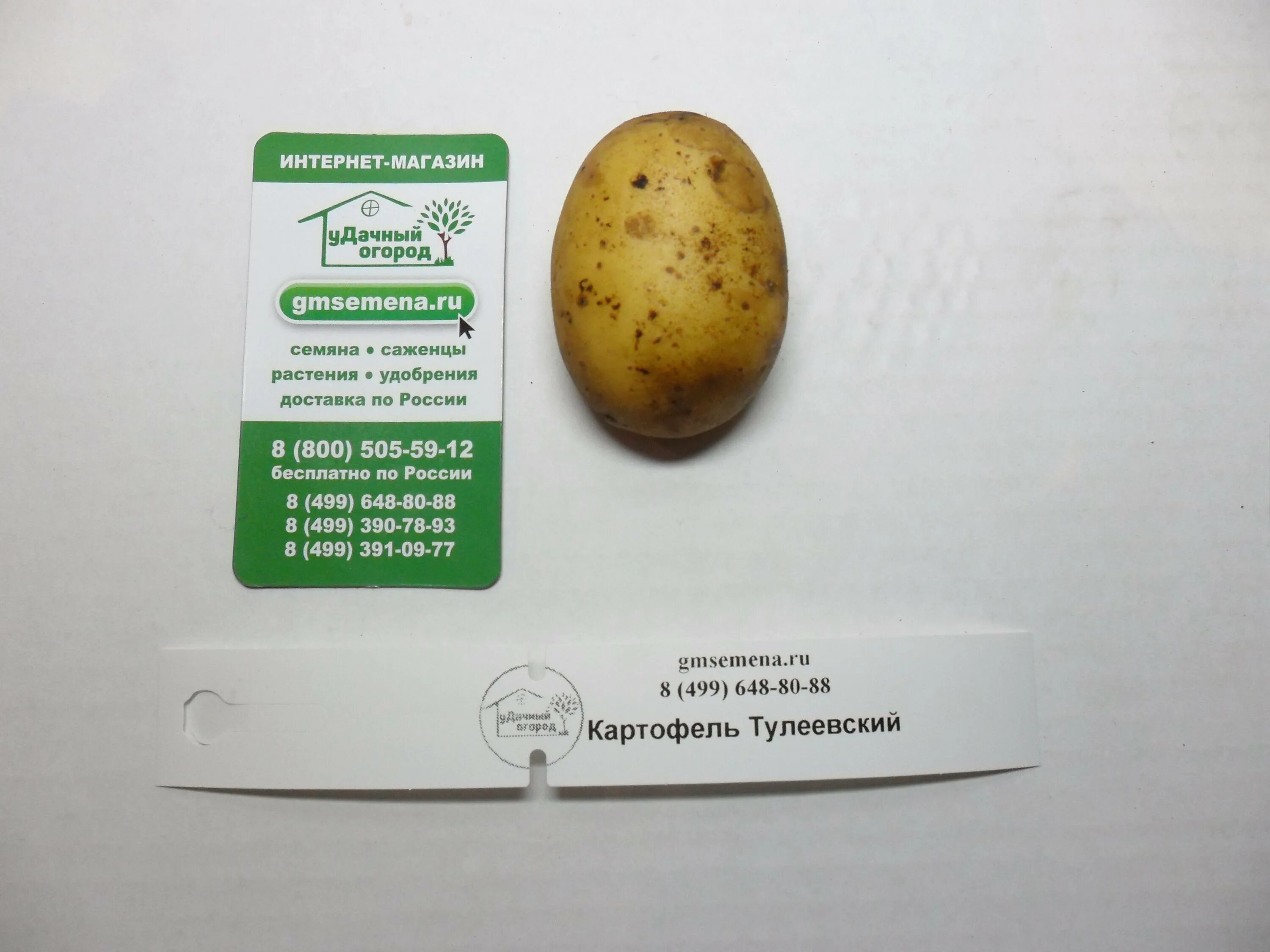 Картофель тулеевский описание сорта фото отзывы Знаменитый сорт: картофель Тулеевский во всей своей славе Планета земля Фотогале
