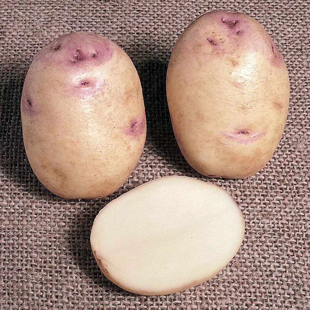 Картофель улыбка описание сорта фото отзывы Купить семена Картофель Potato Kestrel в Москве: доставка семян по России и СНГ 
