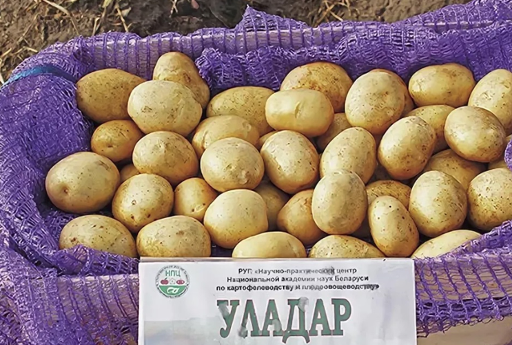 Картофель улыбка описание сорта фото отзывы Картофель Уладар: характеристики и описание сорта, вкусовые качества. Сорт карто