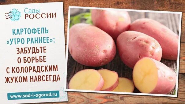 Картофель утро описание сорта фото отзывы Картофель ранний описание сорта фото отзывы
