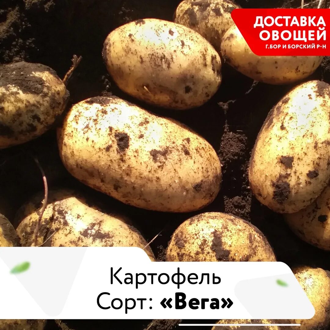 Картофель вега описание сорта фото отзывы Вега семена