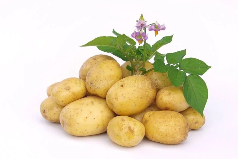 Картофель вектор фото Potato 03 stock image. Image of potato, vegetable, food - 5490181