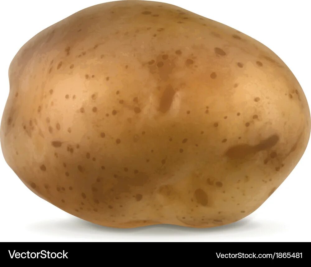 Картофель вектор фото Brown Potato Vector Images (over 4,400)