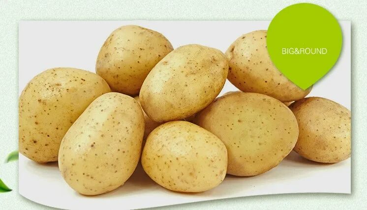 Картофель вектор фото types of potatoes,price of fresh potatoes,names of potatoes Alibaba.com