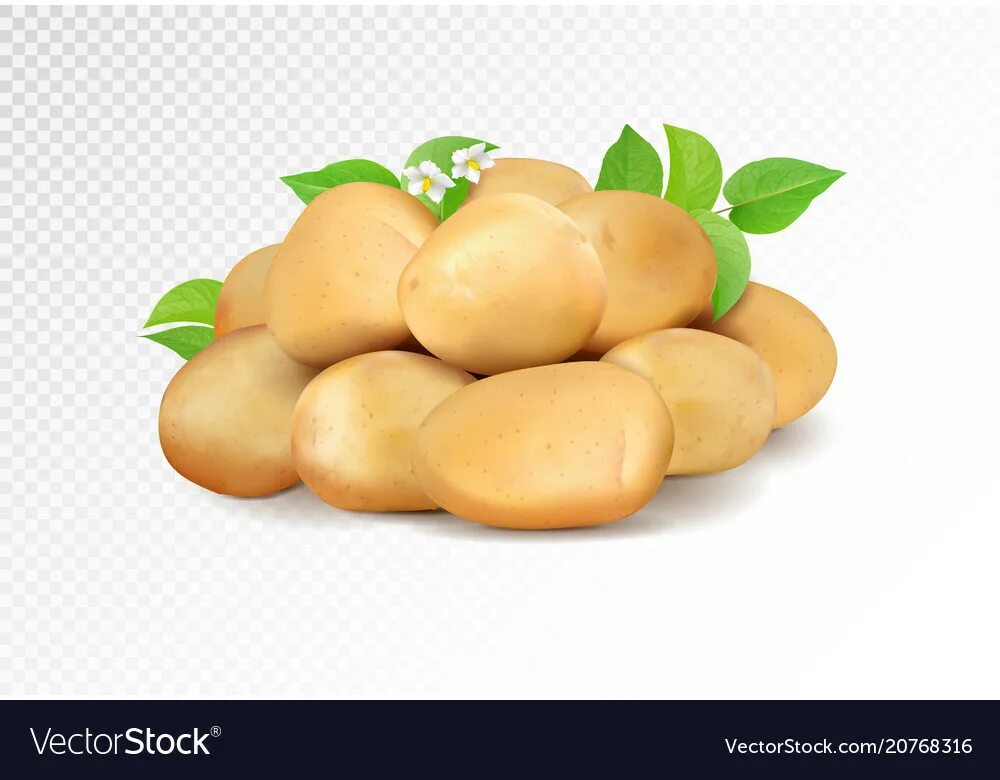 Картофель вектор фото Realistic potatoes grope on transparent Royalty Free Vector