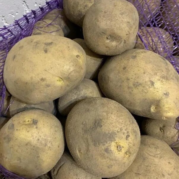Картофель венди описание сорта фото I sell Wendy's potatoes. Price of 15 rubles Body 89867468792 2022 Купи-Продай "А
