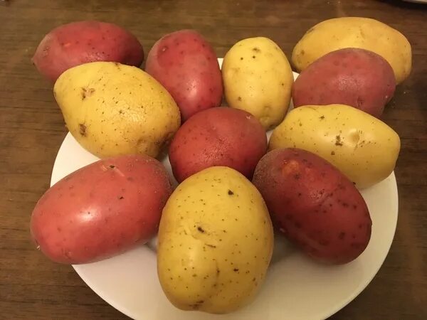 Картофель венди описание сорта фото Картофель семенной 2-я репродукция.Сорт Гала, Венди, Джувел, Ред Соня. Fermer.Ru