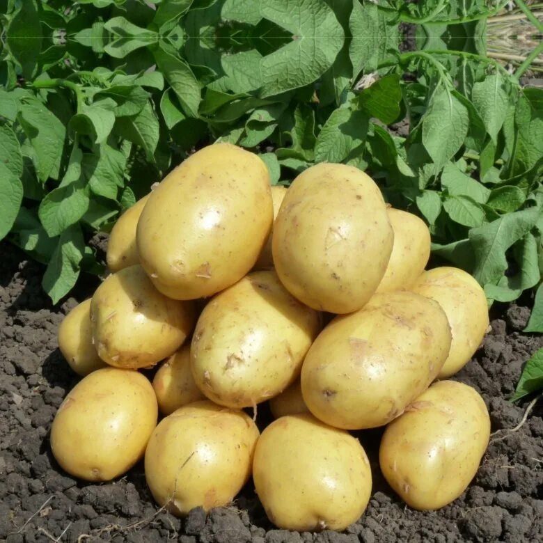 Картофель венди описание сорта фото Семенной картофель ЗЕКУРА - купить в Хабаровске, цена 100 руб., истекает через 1