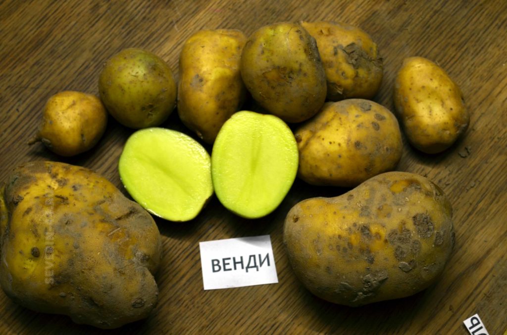 Картофель венди описание сорта фото Сорт картофеля венди Фитостудия-63.ру