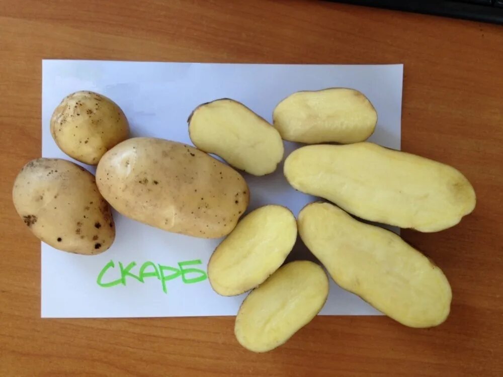 Картофель венди описание сорта фото Картофель Скарб: описание сорта, фото, отзывы, вкусовые качества, посадка и уход