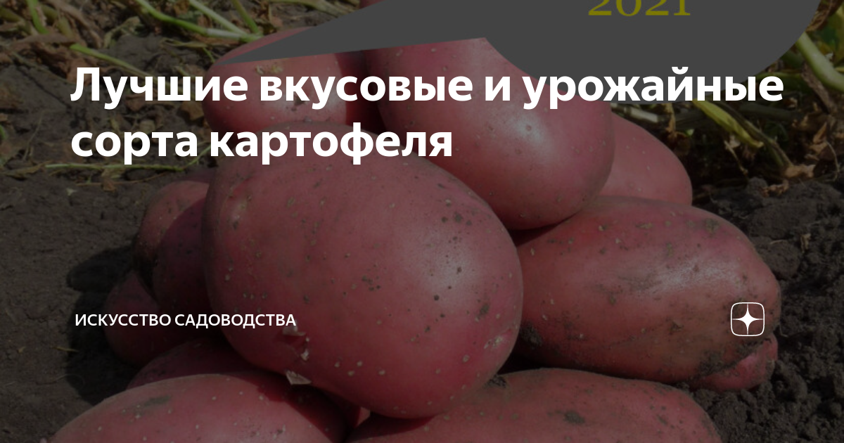 Картофель венди описание сорта фото Лучшие вкусовые и урожайные сорта картофеля Искусство садоводства Дзен