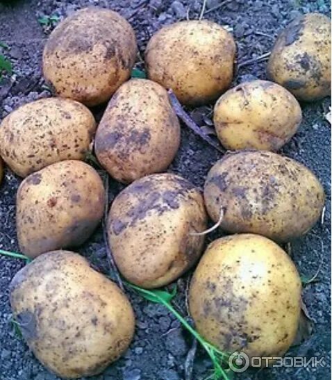 Картофель венди описание сорта фото Отзыв о Картофель "Гала" Отменный картофель