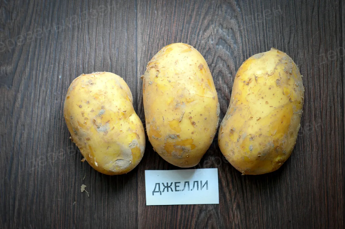 Картофель венди описание сорта фото Ла страда картофель описание
