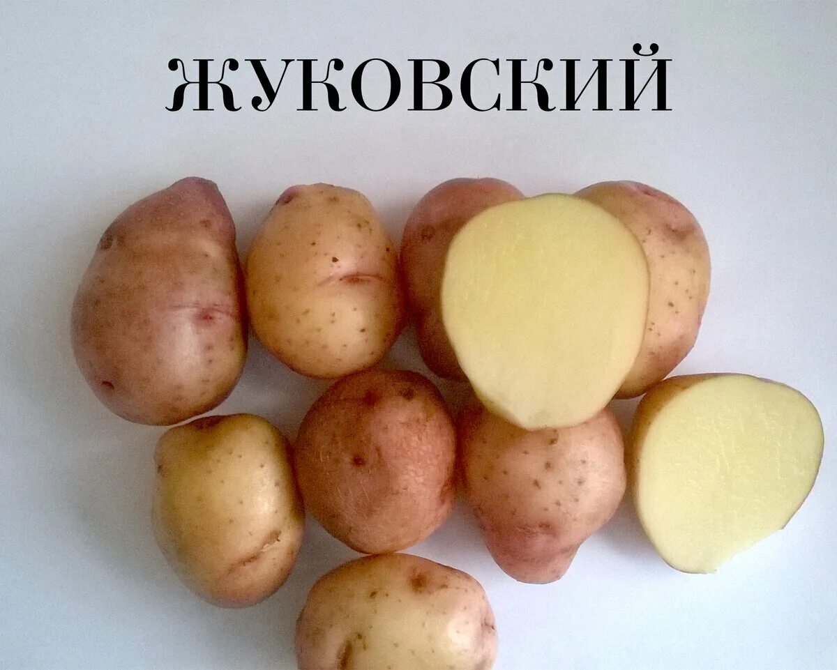 Картофель жуковский ранний описание сорта фото отзывы Картофель сезон ВЕСНА 2025