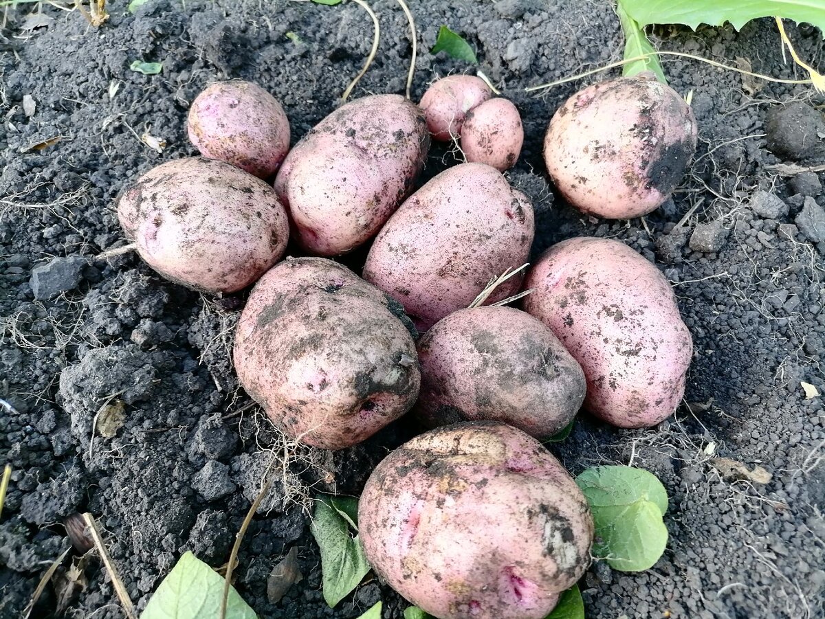 Картофель жуковский ранний описание сорта фото отзывы 5 сортов вкусной картошки из моего погребка + новоселка и старожил уДачный проек