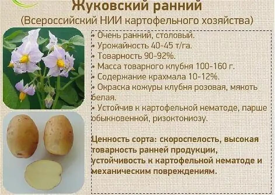 Картофель жуковский ранний описание сорта фото отзывы Картофель Жуковский ранний: описание сорта, характеристика и особенности выращив