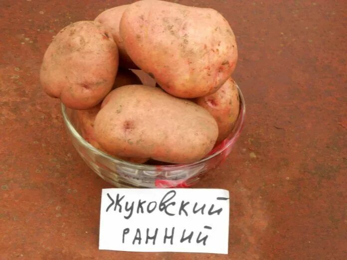 Картофель жуковский ранний описание сорта фото отзывы 10 самых популярных сортов картофеля Картофель, Гарниры, Еда
