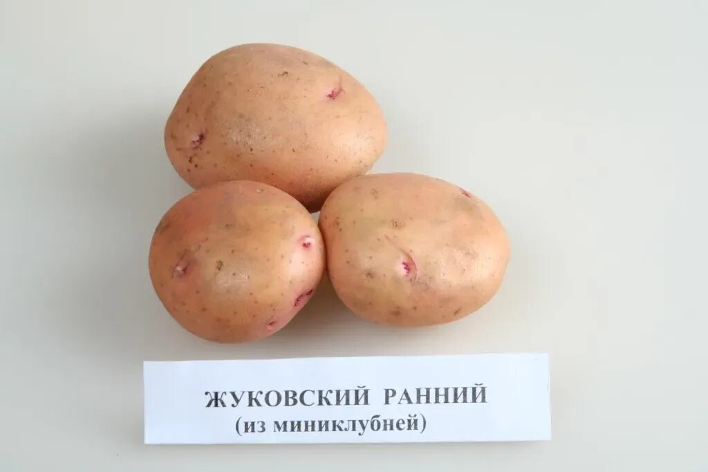 Картофель жуковский ранний описание сорта фото отзывы Картофель семенной ранний