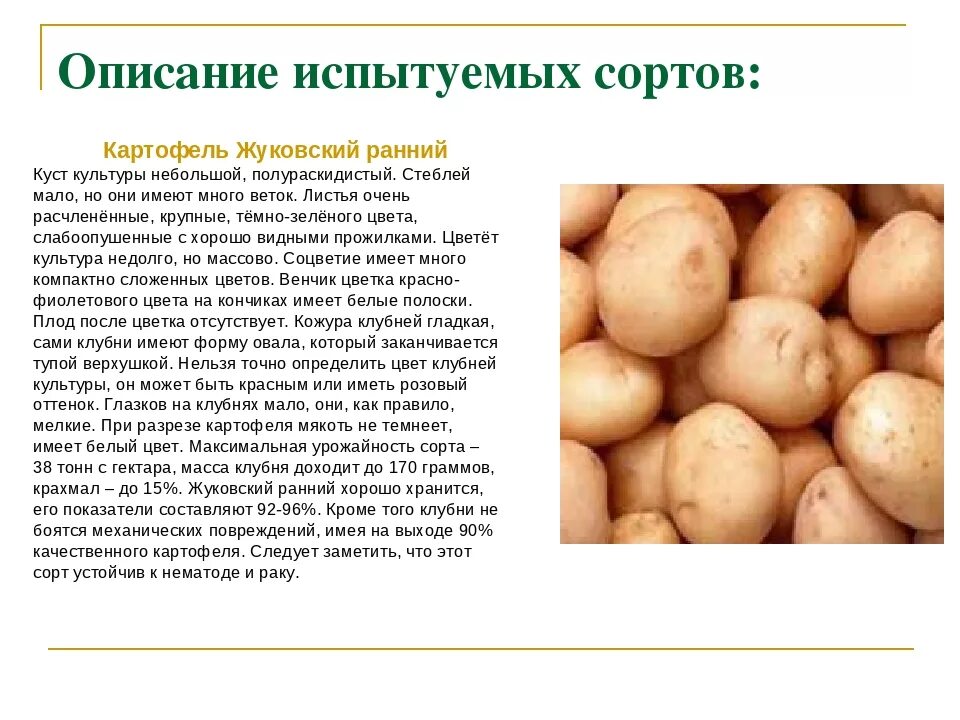 Картофель жуковский ранний описание сорта фото отзывы Сорта картофеля для Сибири с описанием, характеристикой и отзывами, а также особ