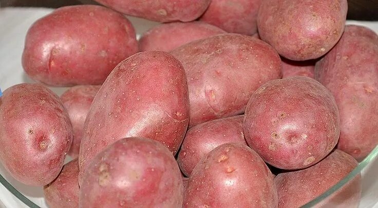 Картофель золушка описание сорта фото Сорта картофеля: описания, фото, отзывы на Supersadovnik.ru Картофель, Красный к