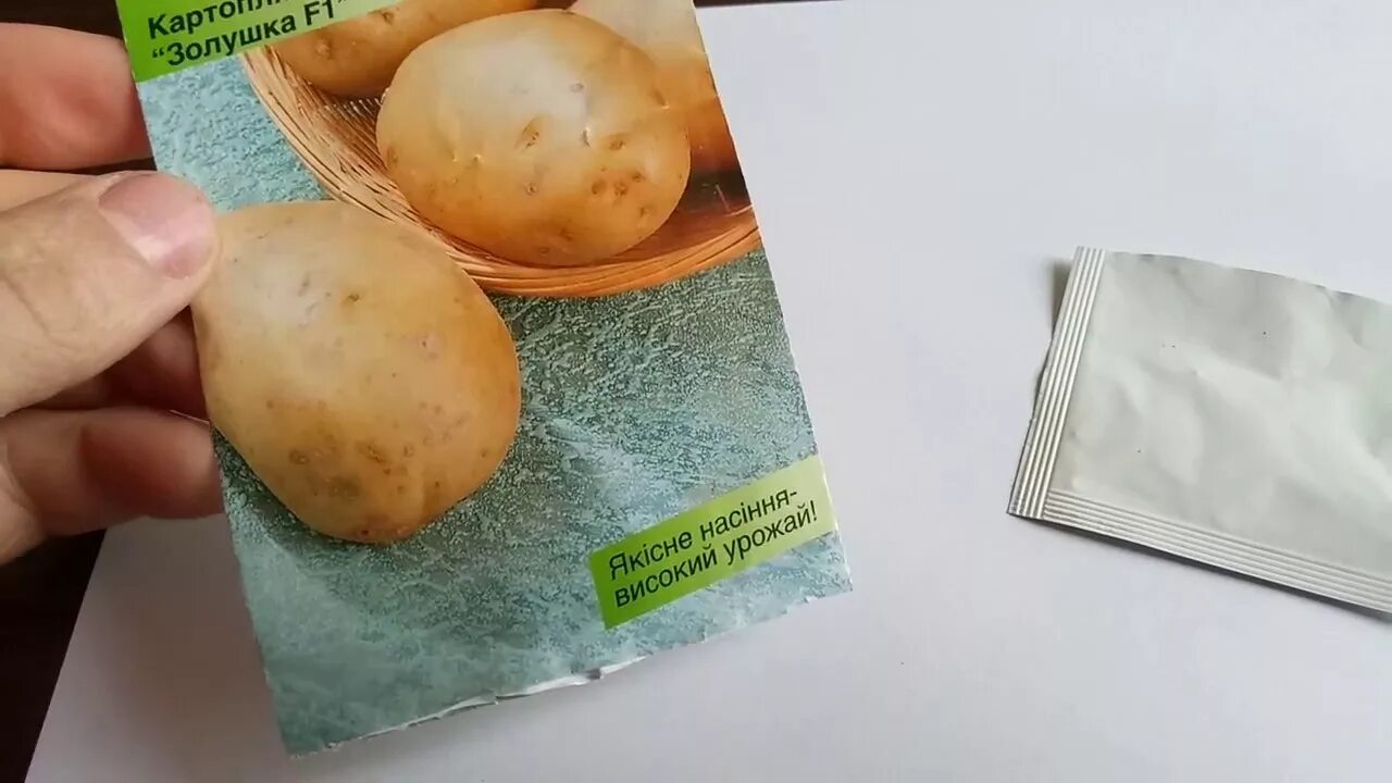 Картофель золушка описание сорта фото Как вырастить картофель из семян, сорт Золушка. Посев семян на рассаду супер елі