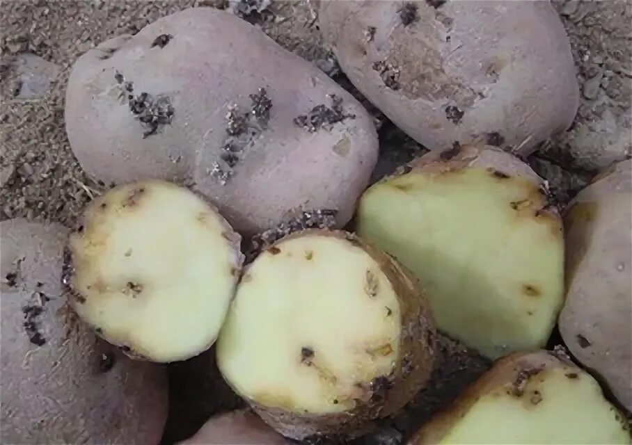 Картофельная моль фото на картофеле Картофельная моль: как с ней бороться, чем обработать клубни при закладке на хра