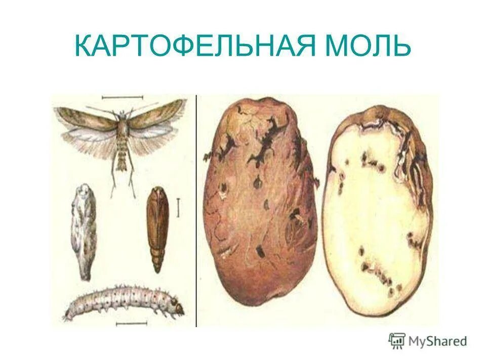 Картофельная моль фото на картофеле Картофельная моль - Арт Минск.ру