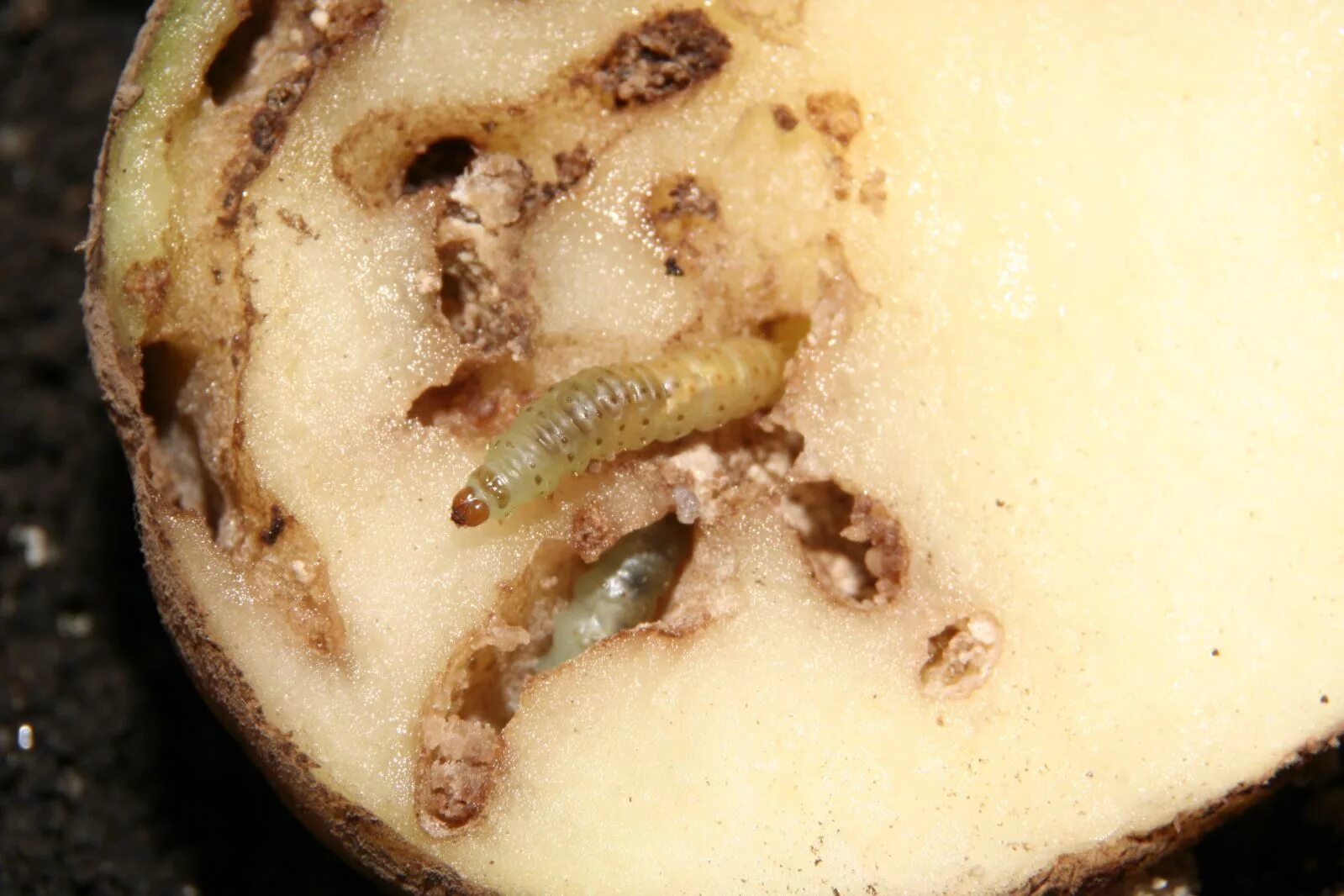 Картофельная моль фото на картофеле Compensating for Something When pests graze certain South American potato variet