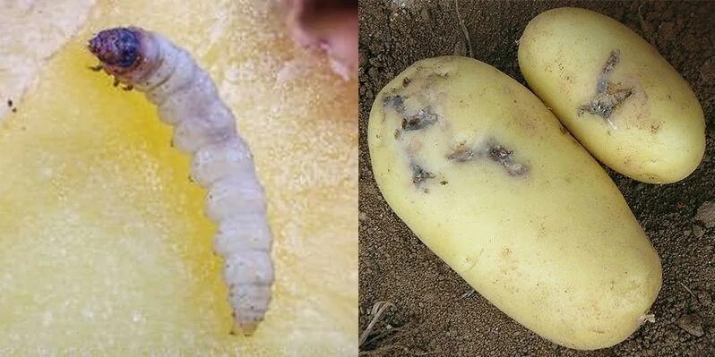 Картофельная моль фото на картофеле Как избавиться от картофельной моли: 3 проверенных метода - Без Тараканов