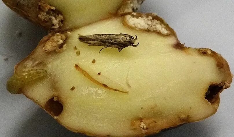 Картофельная моль фото на картофеле Potato plants trigger aboveground defenses in response to tuber attacks PotatoPr