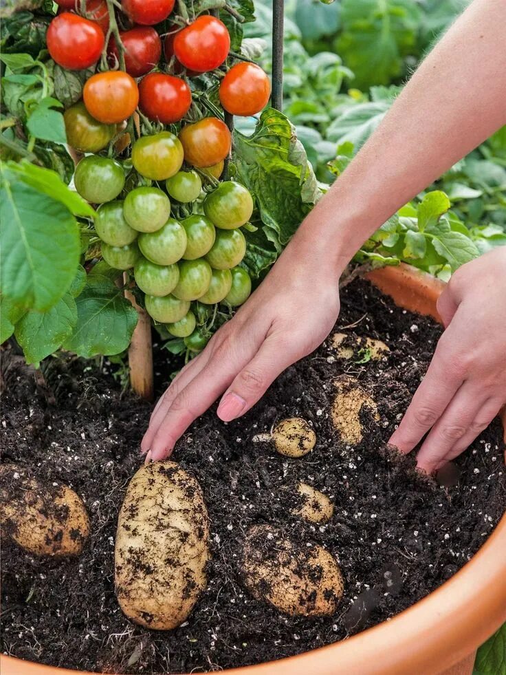 Картофельные помидоры фото The TomTato: Plant which produces both potatoes and tomatoes launched Plantas de