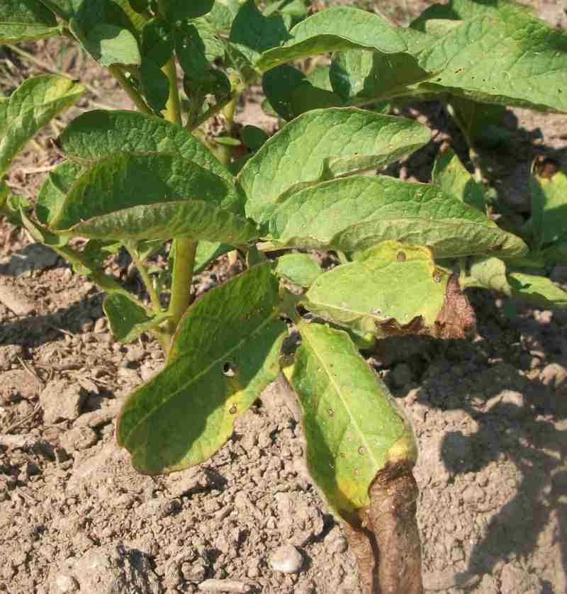 Картофельный лист фото potato late blight - A Gardener's Forum