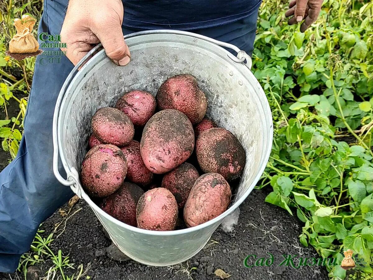 Картошка аляска описание сорта фото Характеристики картофель сорта "АЛЯСКА". Он порадовал нас своим урожаем. С одног