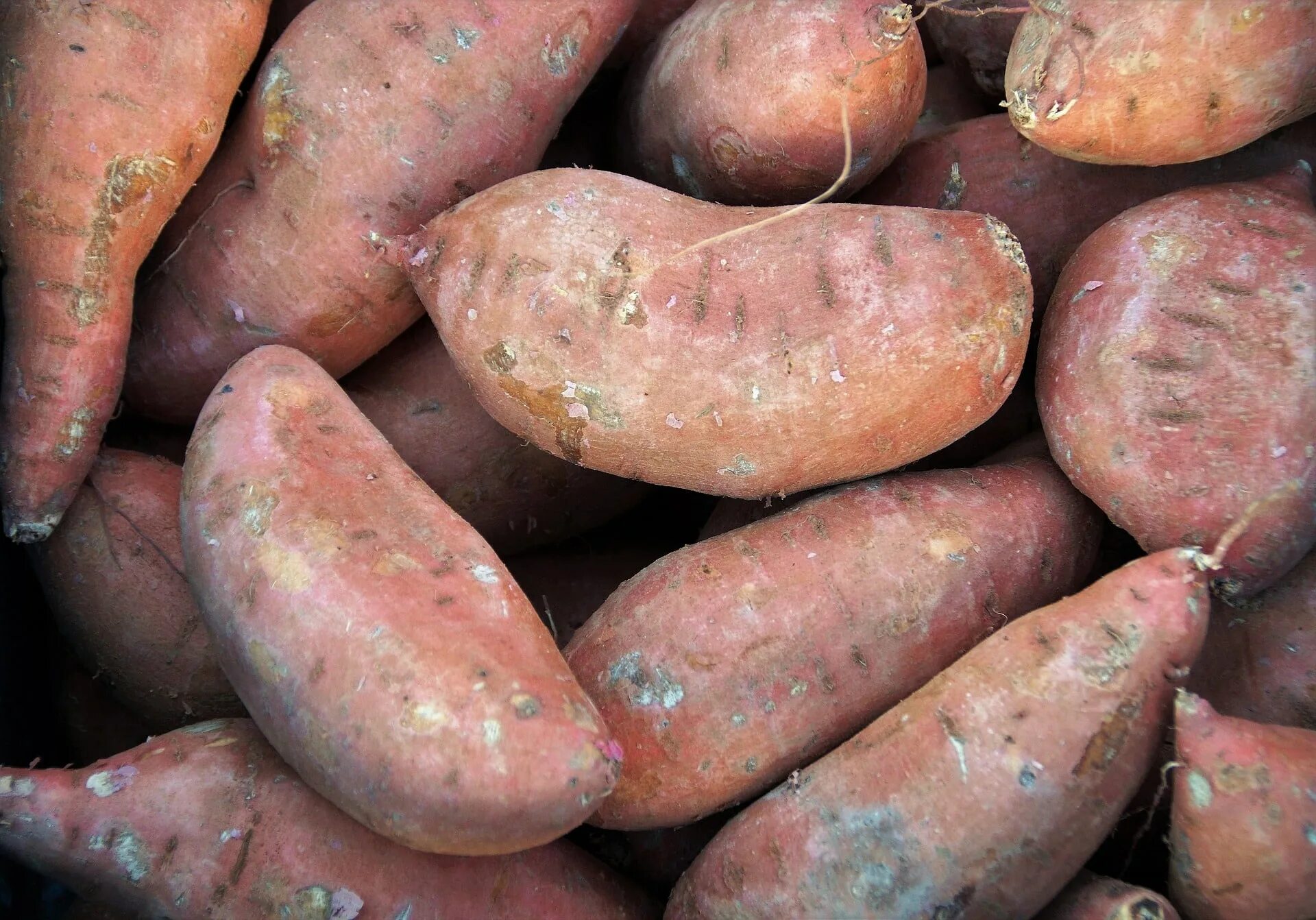 Картошка батат фото Sweet potatoes - Spud Smart