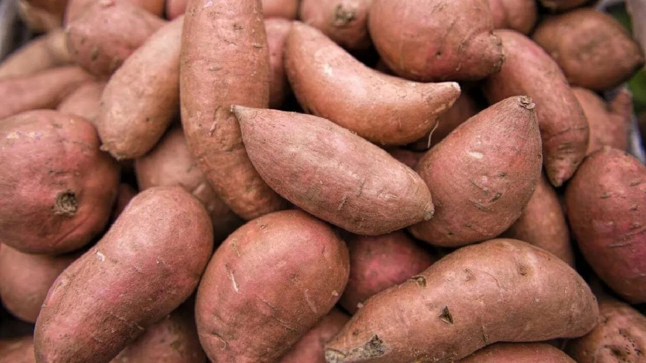 Картошка батат фото POWERFUL REASONS TO DRINK SWEET POTATO JUICE!!! Growing sweet potatoes, Potatoes