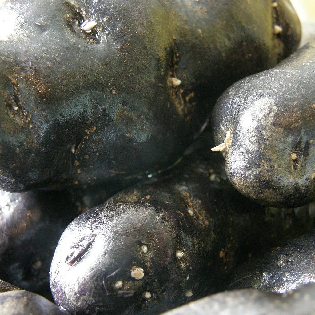 Картошка черный принц фото black potatoes en français, black patates... La chair est . Flickr