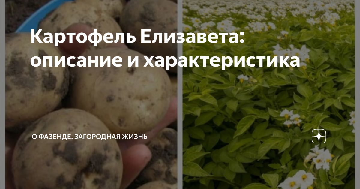 Картошка елизавета описание сорта фото отзывы Картофель Елизавета: описание и характеристика О Фазенде. Загородная жизнь Дзен