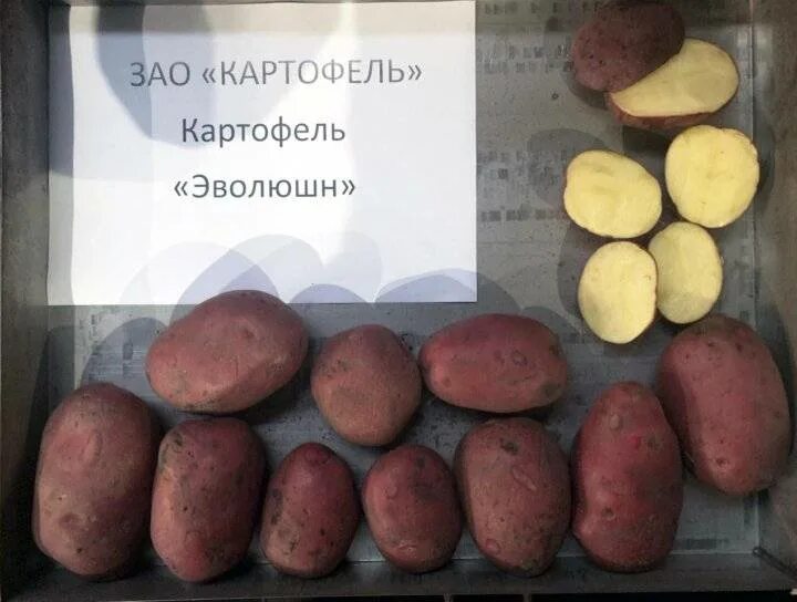 Картошка эволюшн описание сорта фото отзывы Сорт картофеля Эволюшн в фотографиях Натуралист Фотогалерея природы на dia-logik
