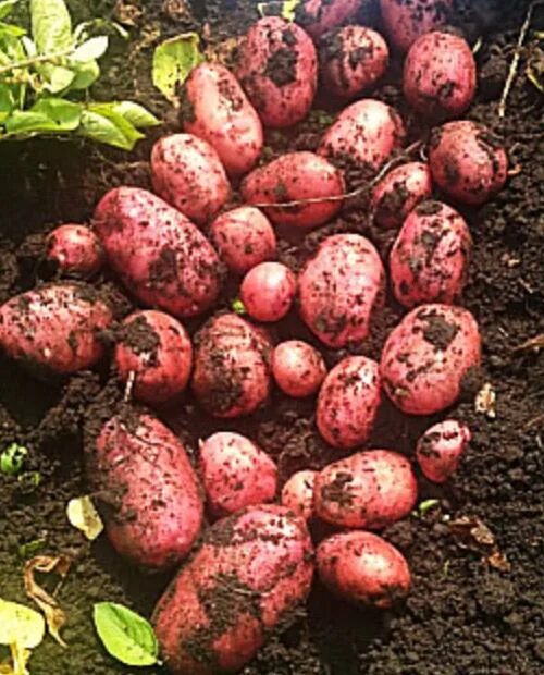 Картошка эволюшн описание сорта фото отзывы Семенной картофель Эволюшн - купить в интернет-магазине Агро-Маркет24