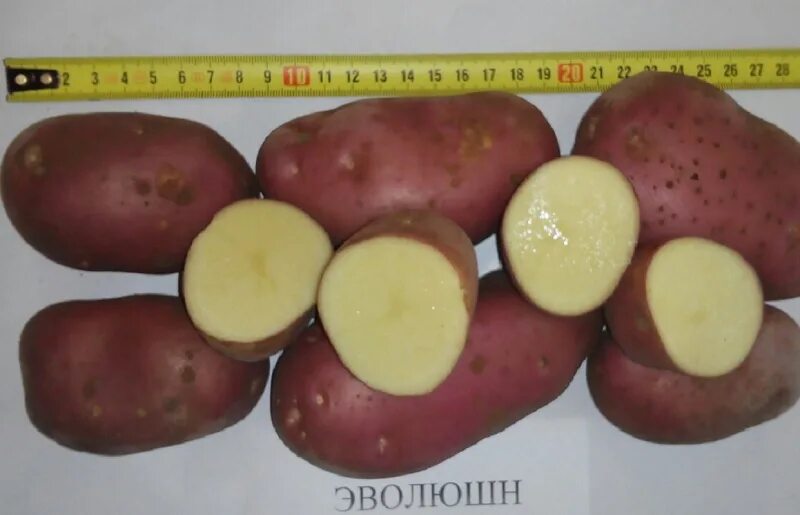 Картошка эволюшн описание сорта фото отзывы Купить Картофель сорт Эволюшн 5+ семенной от поставщика: цена, характеристики