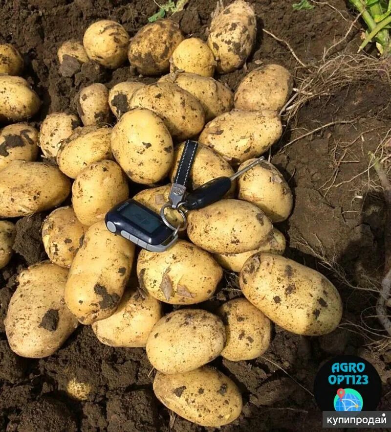 Картошка эволюшн описание сорта фото отзывы Картофель оптом 5+ от производителя 18р/кг в Краснодаре