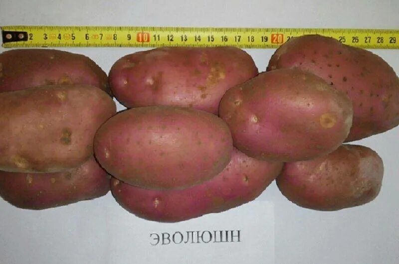 Картошка эволюшн описание сорта фото отзывы Семенной Картофель Сорт Лабелла: Изображения Эко-фокус Фотогалерея природы на di
