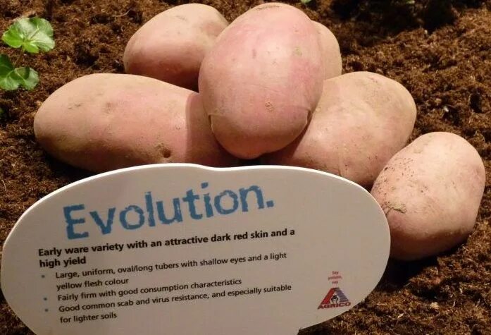Картошка эволюшн описание сорта фото отзывы Сорт картофеля "Эволюшн (Evolution)" - описание и фото Картофель, Картошка, Раст