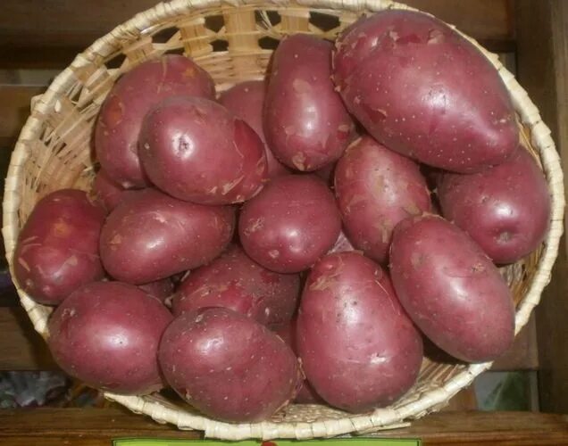 Картошка эволюшн описание сорта фото отзывы Картофель Эволюшн: характеристики и описание сорта, вкусовые качества. Сорт карт
