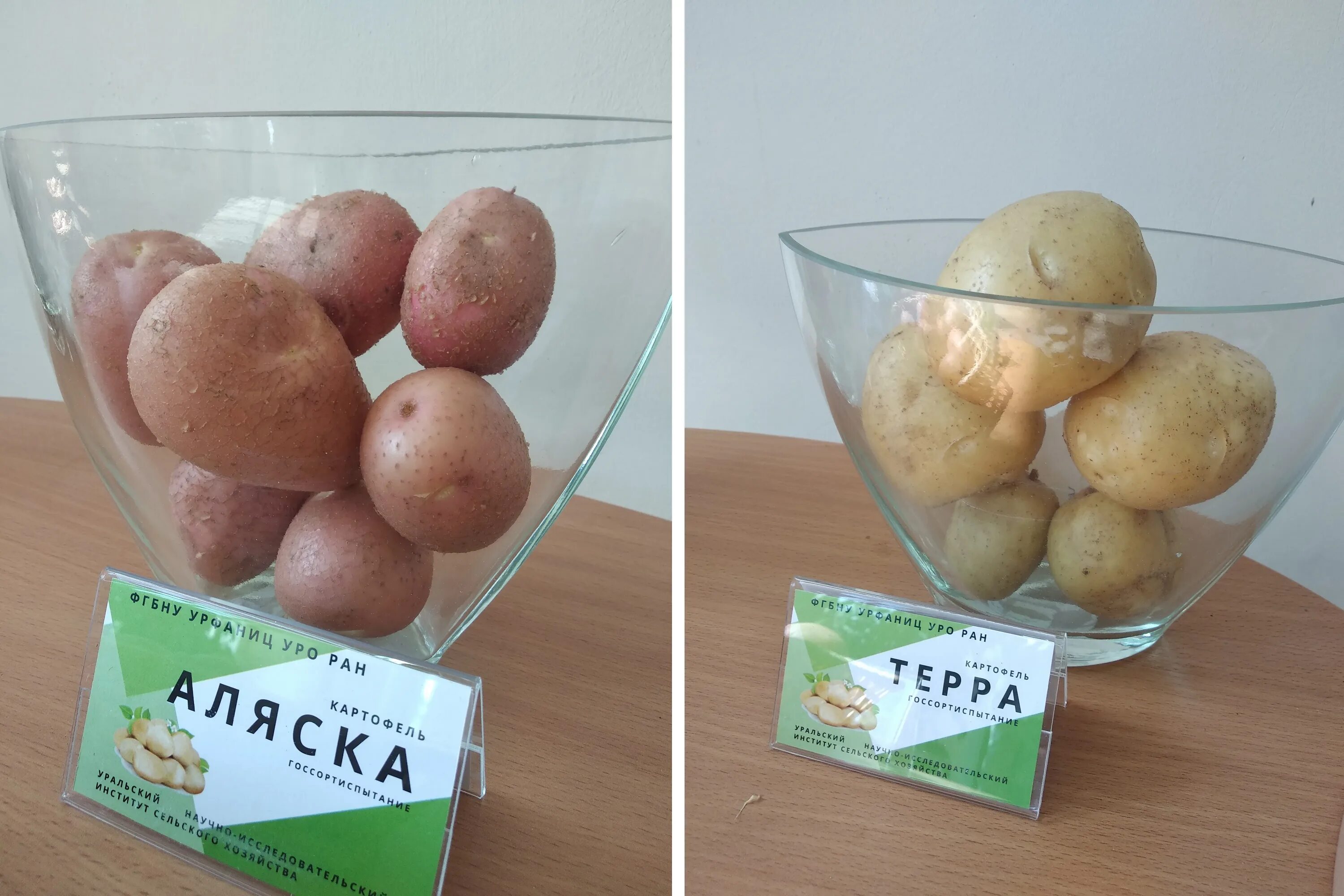 Картошка эволюшн описание сорта фото отзывы Картофель аляска фото: найдено 89 картинок